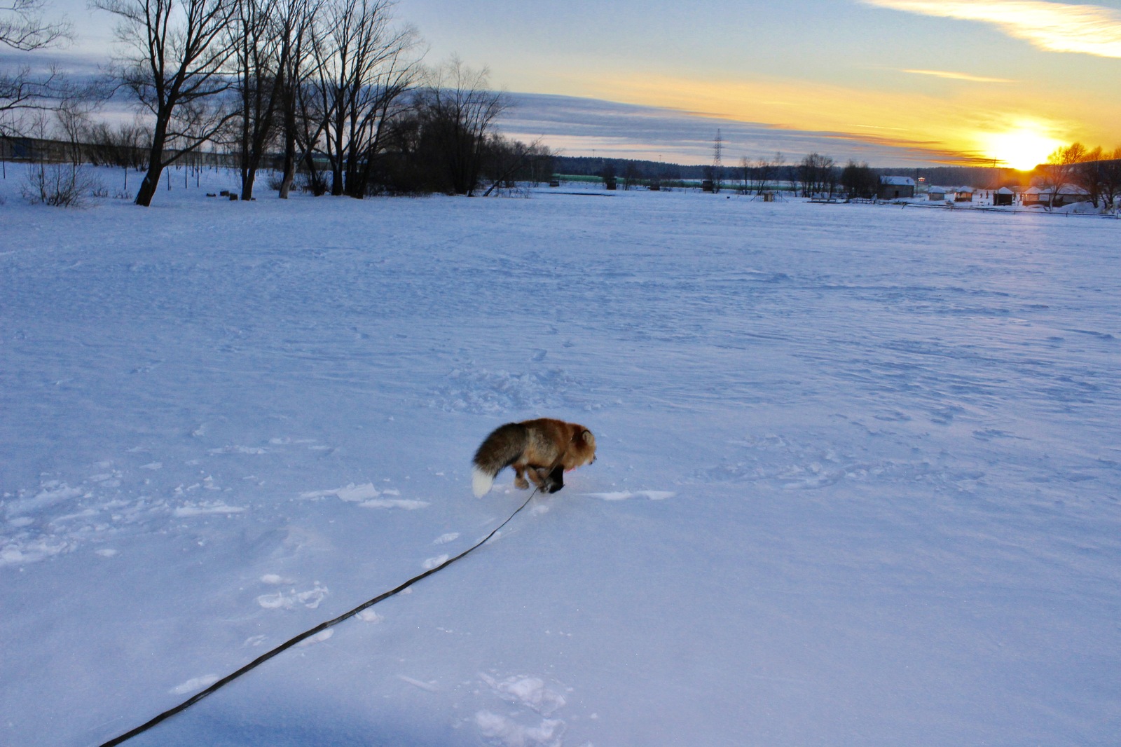 It's -35 outside, but Diego doesn't care - My, Fox, Domestic fox, , Winter, Snow, freezing