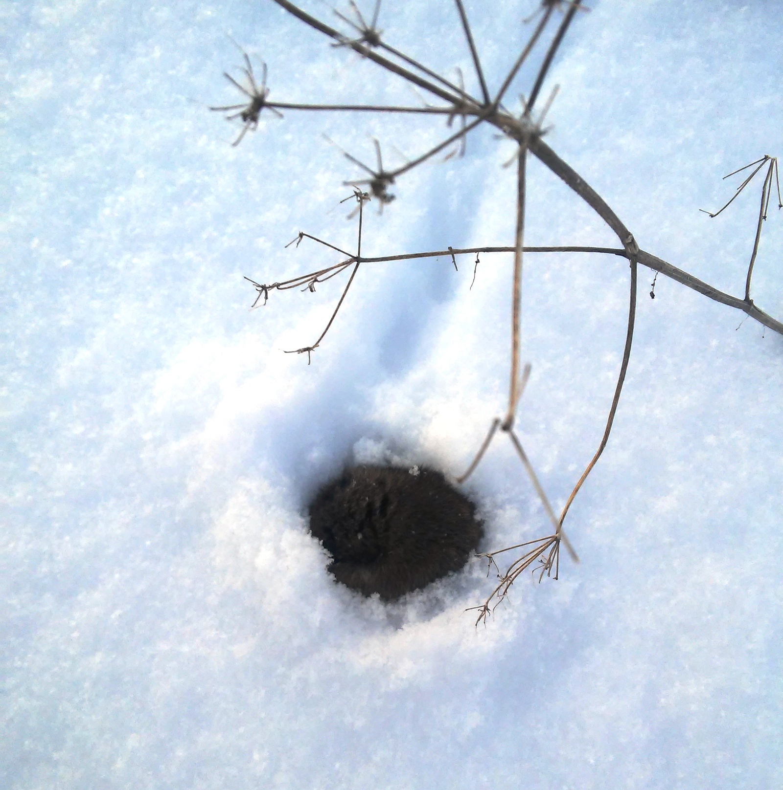 After snowfall. - My, Nature, Mouse