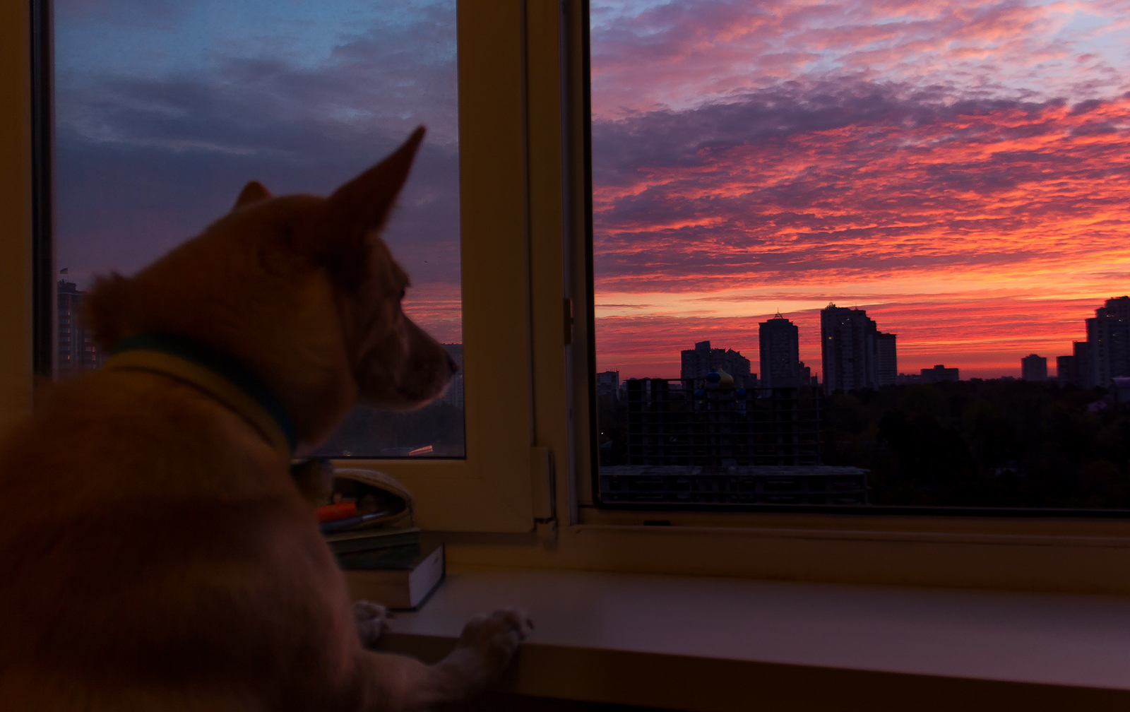 The morning does not begin with coffee :) - My, Kiev, The photo, dawn, Beautiful, Dog, Landscape, Canon EOS 550D, Sky