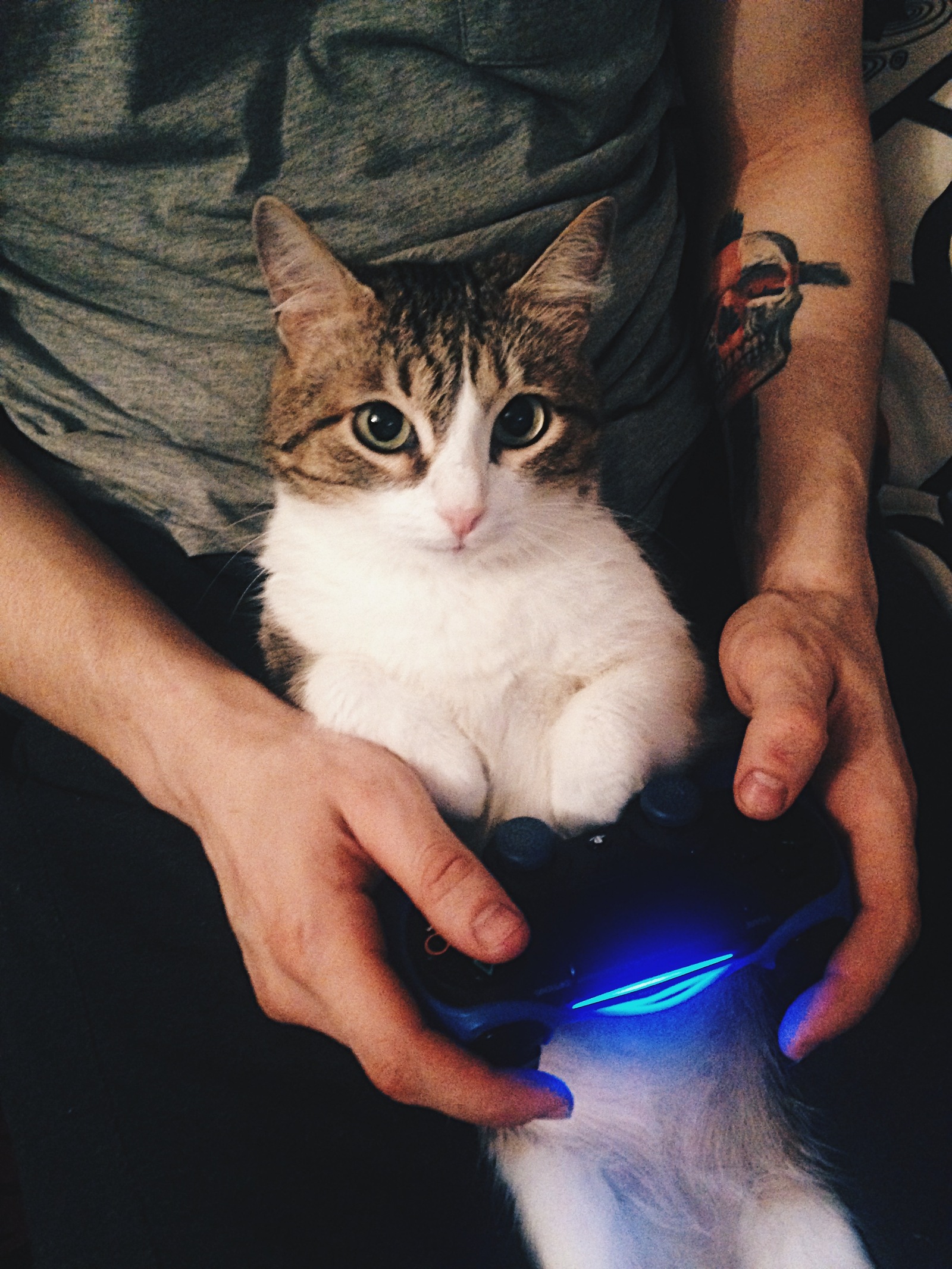 Cat relaxation - My, cat, Games, Playstation 4, Relax, Longpost