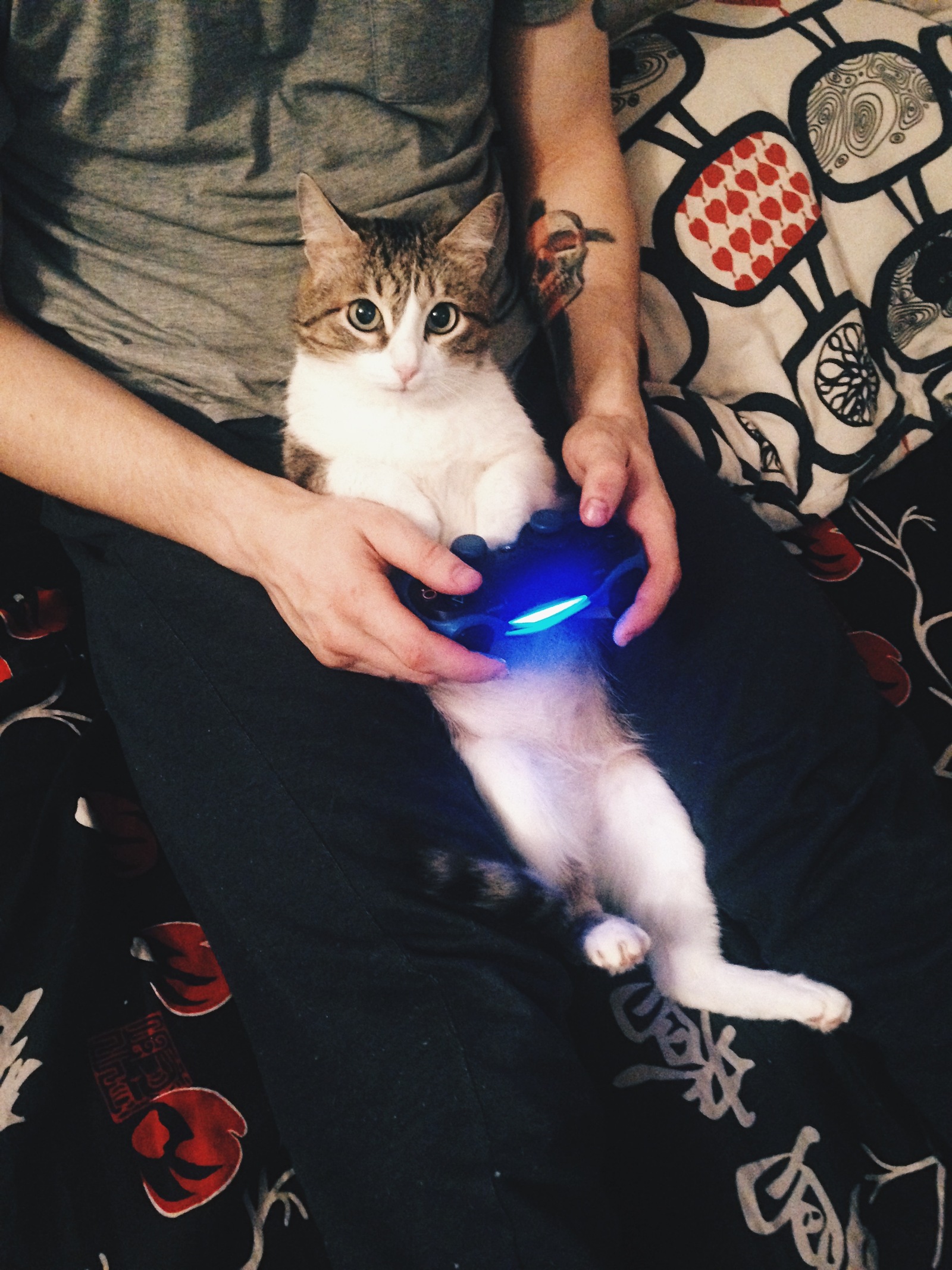 Cat relaxation - My, cat, Games, Playstation 4, Relax, Longpost