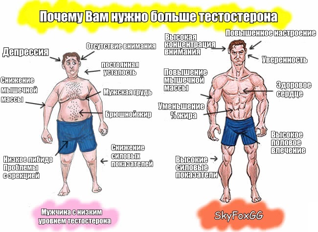 The hormone testosterone - Testosterone, Hormones, For subscribers, Longpost