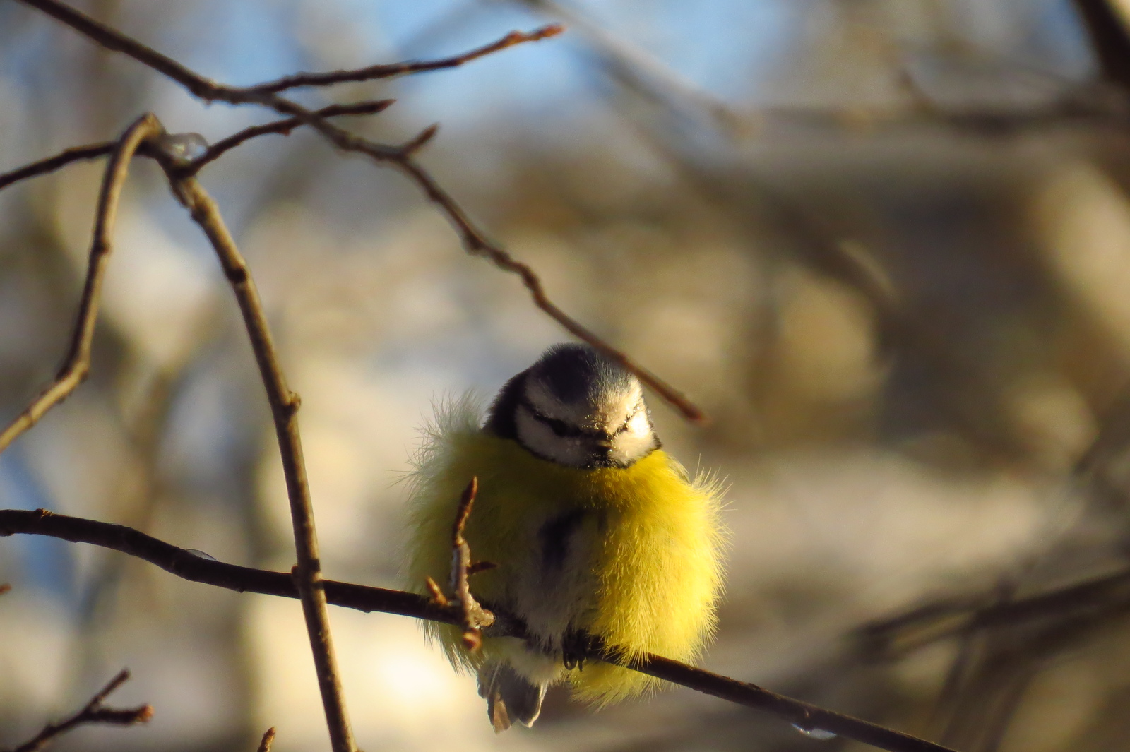 Colored down balls - My, , Tit, Birds, freezing, Winter, Forest, , Longpost