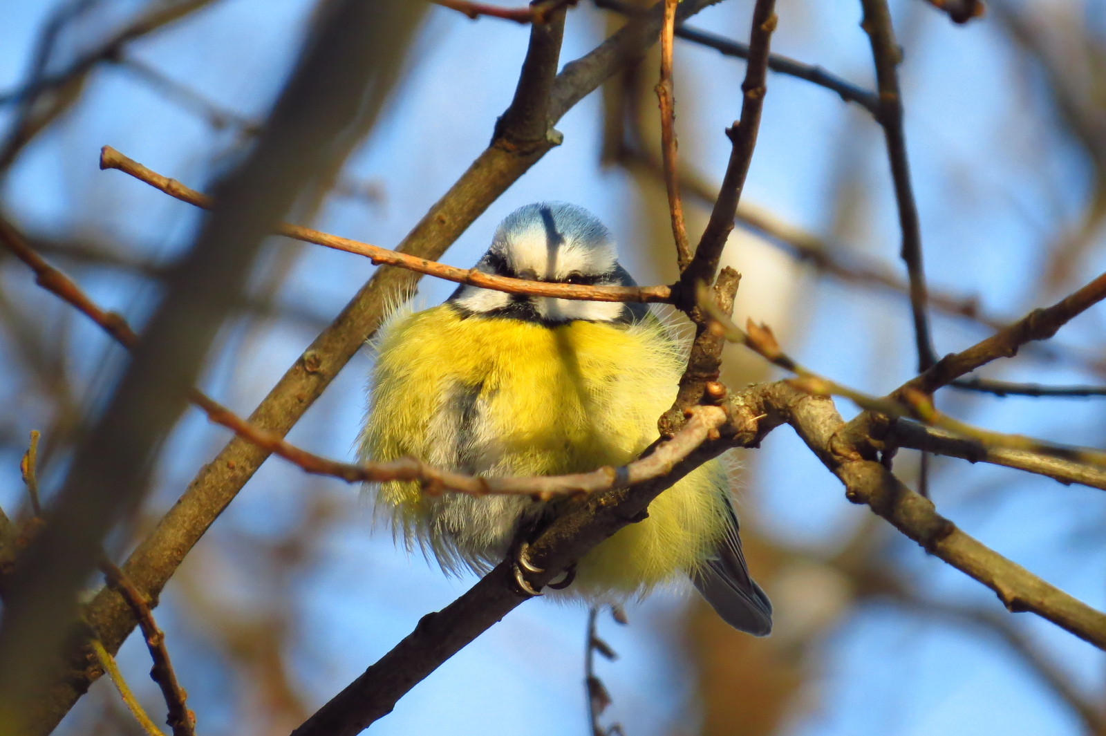 Colored down balls - My, , Tit, Birds, freezing, Winter, Forest, , Longpost