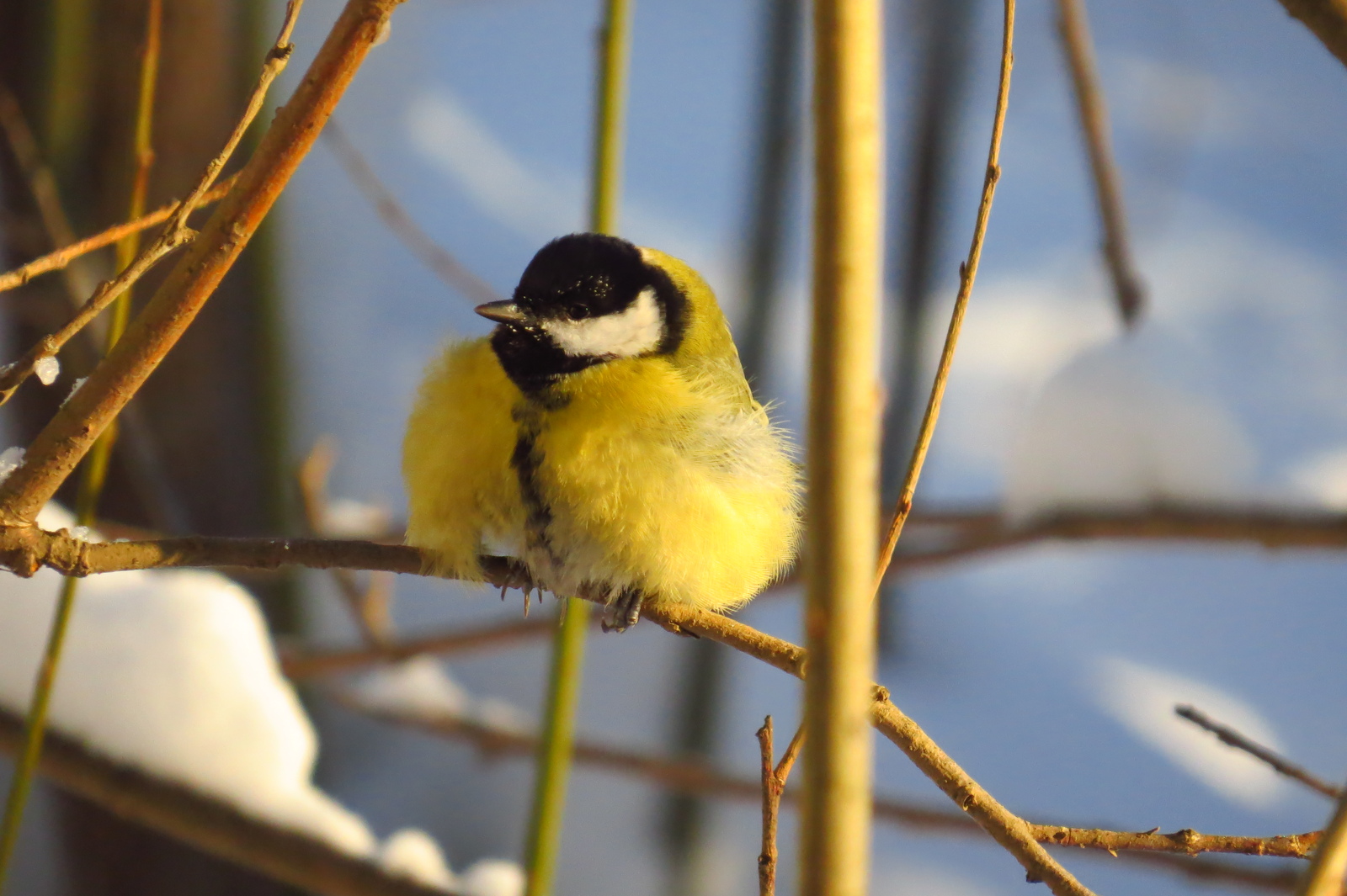 Colored down balls - My, , Tit, Birds, freezing, Winter, Forest, , Longpost