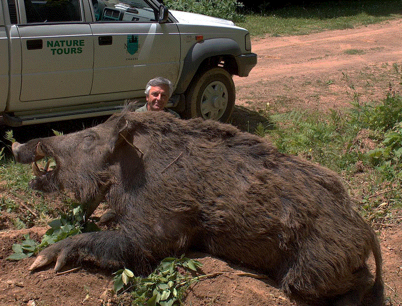 Killed the boar ^_^ (18+) - Boar, Men, Versus, Victory, Meat, Killing an animal