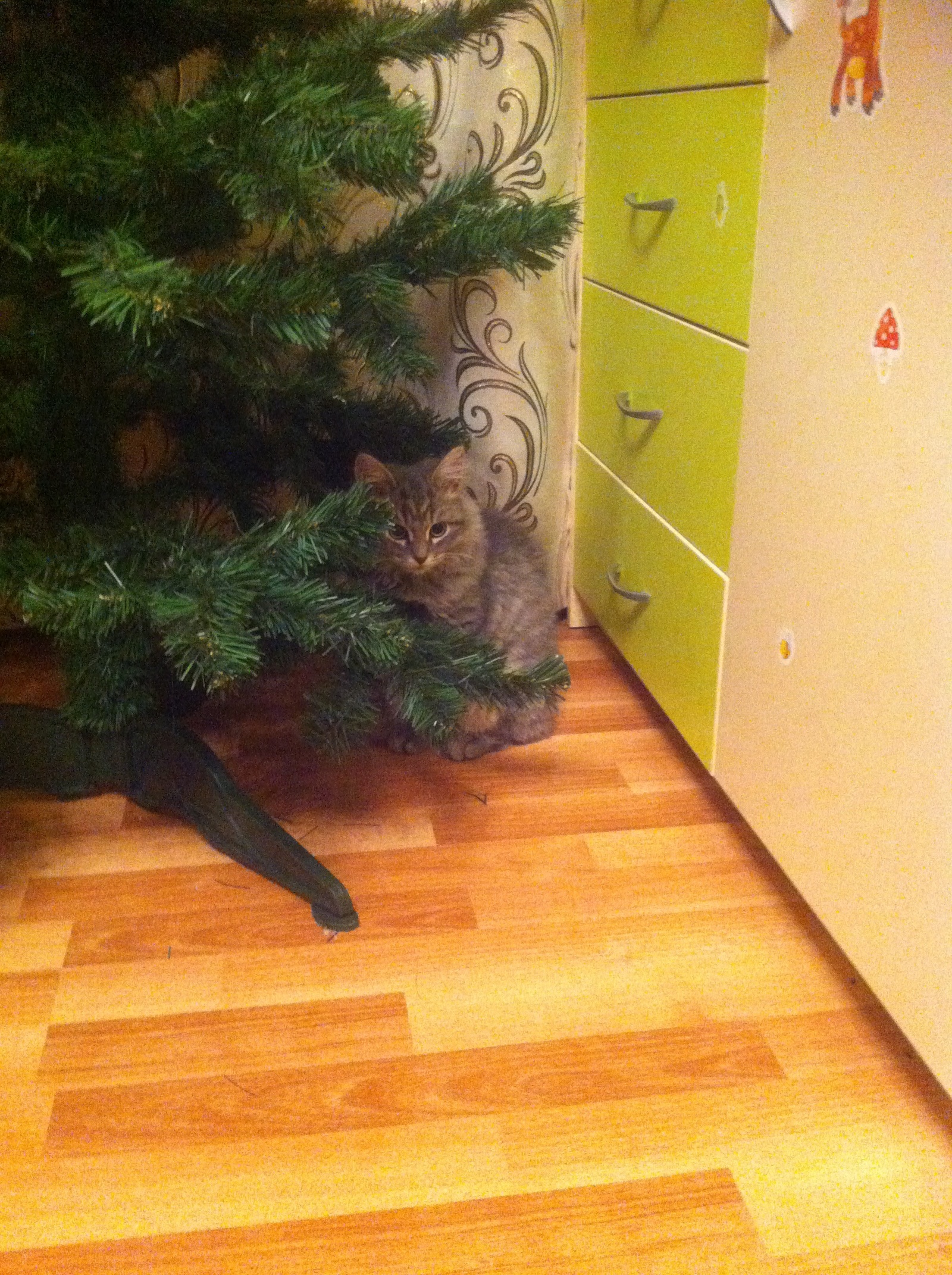 Farewell to the Christmas tree)) Hugs - My, cat, Christmas trees, Longpost