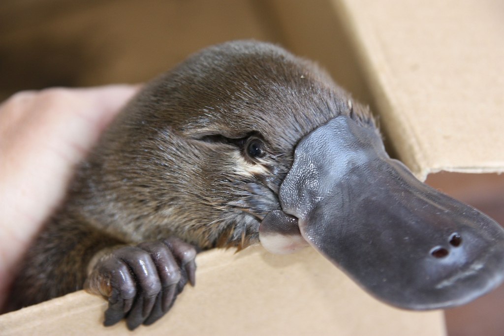 A little about the Platypus - Platypus, , Interesting, Informative, Platypuses