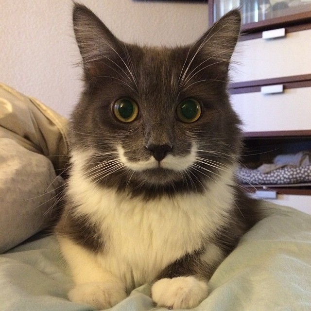 This cat has a mustache - cat, Усы, Photo