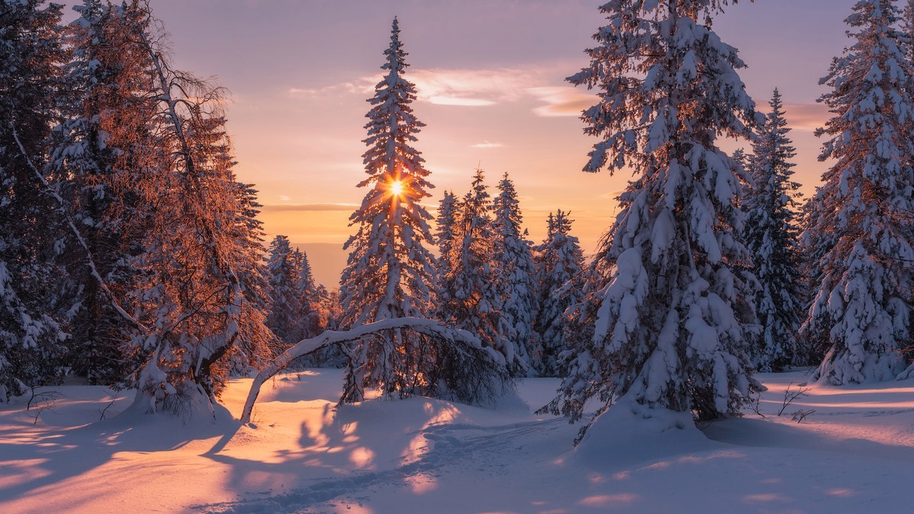 Winter day - Winter, Photo, Forest