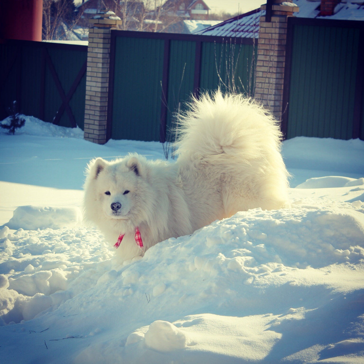 Samoyed Tosha - My, Smile, North, Dog, Samoyed, 