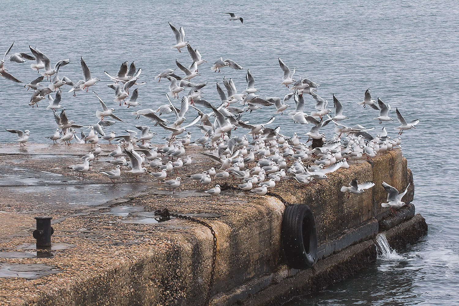 gulls - My, My, Photographer, Seagulls, Longpost