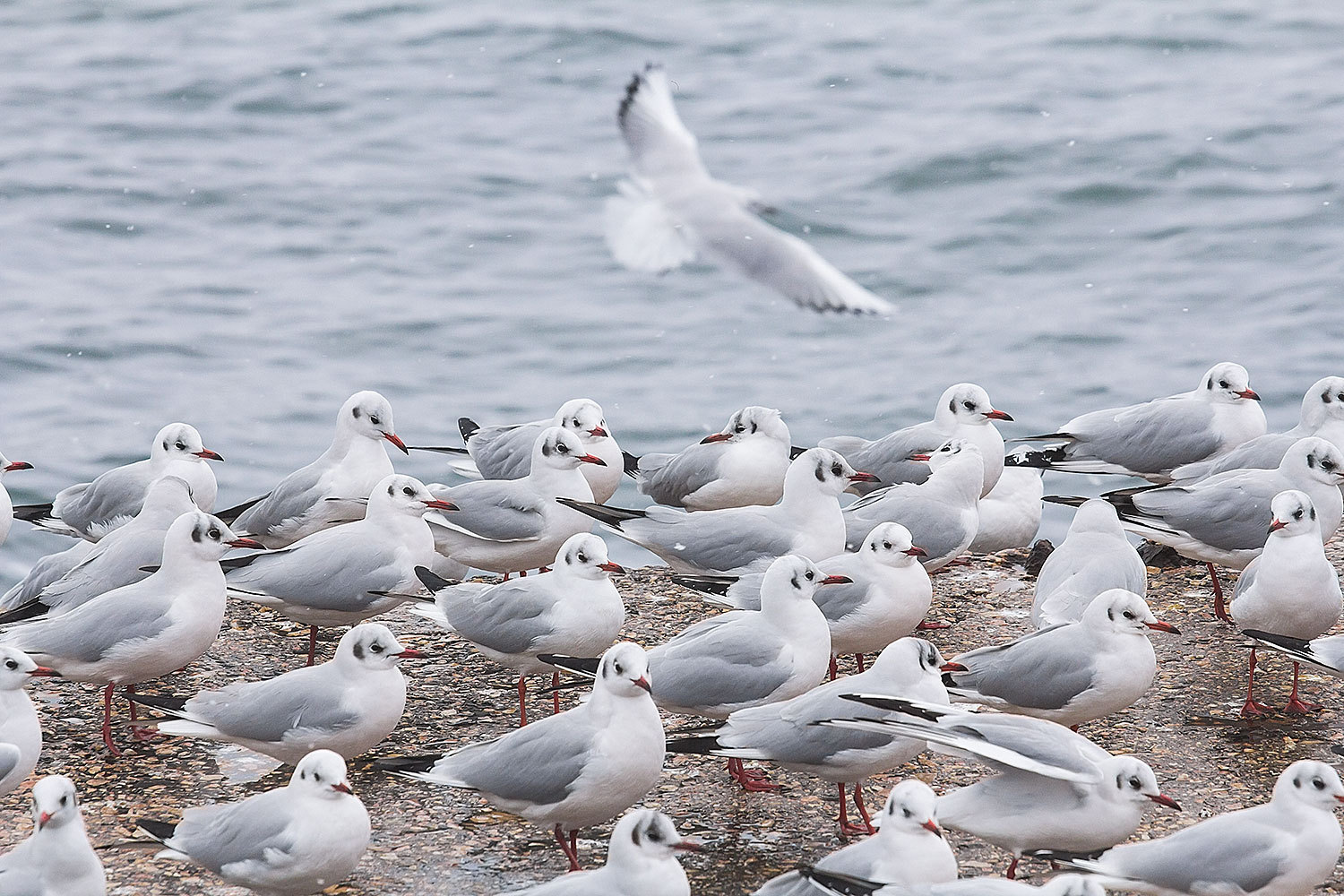 gulls - My, My, Photographer, Seagulls, Longpost