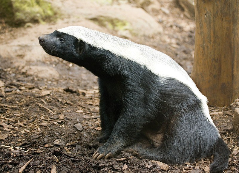About Honey Badgers - My, Honey badger, Cool, The beast, Interesting, Informative