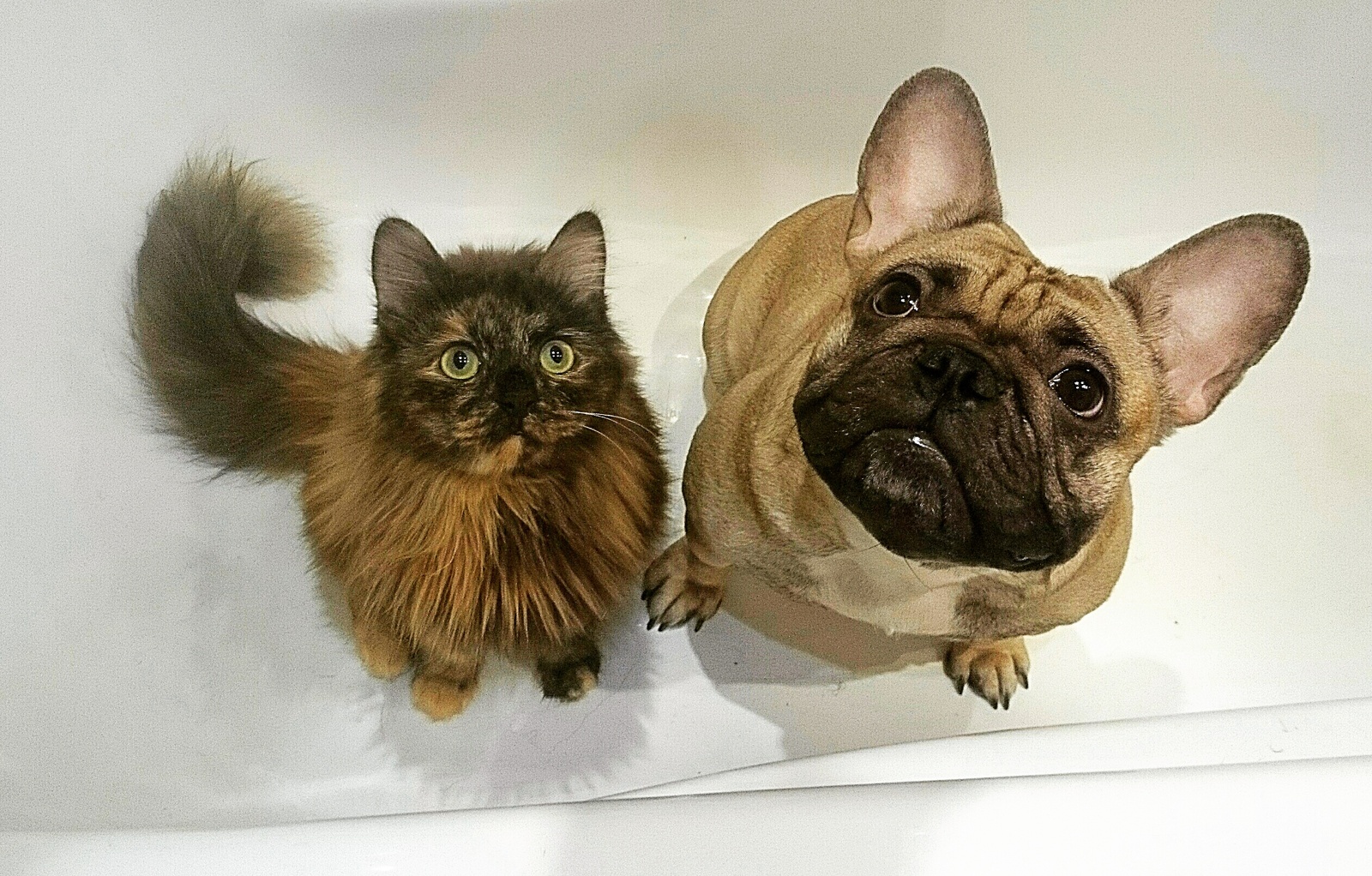 Like a cat with a dog ... - My, Cats and dogs together, French Bulldog, Friends, Pet, Dogs versus cats, Longpost, Pets