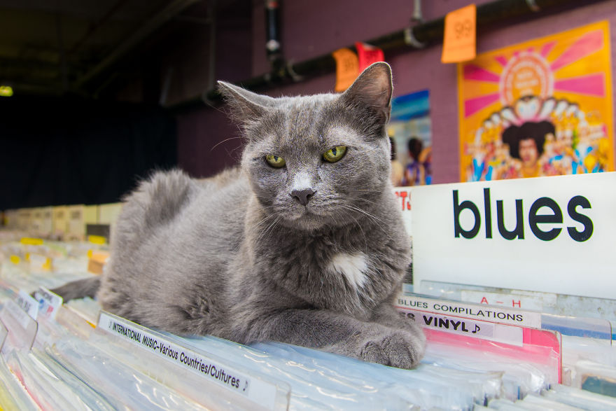 Cats in New York stores - cat, Score, New York, Books, Longpost