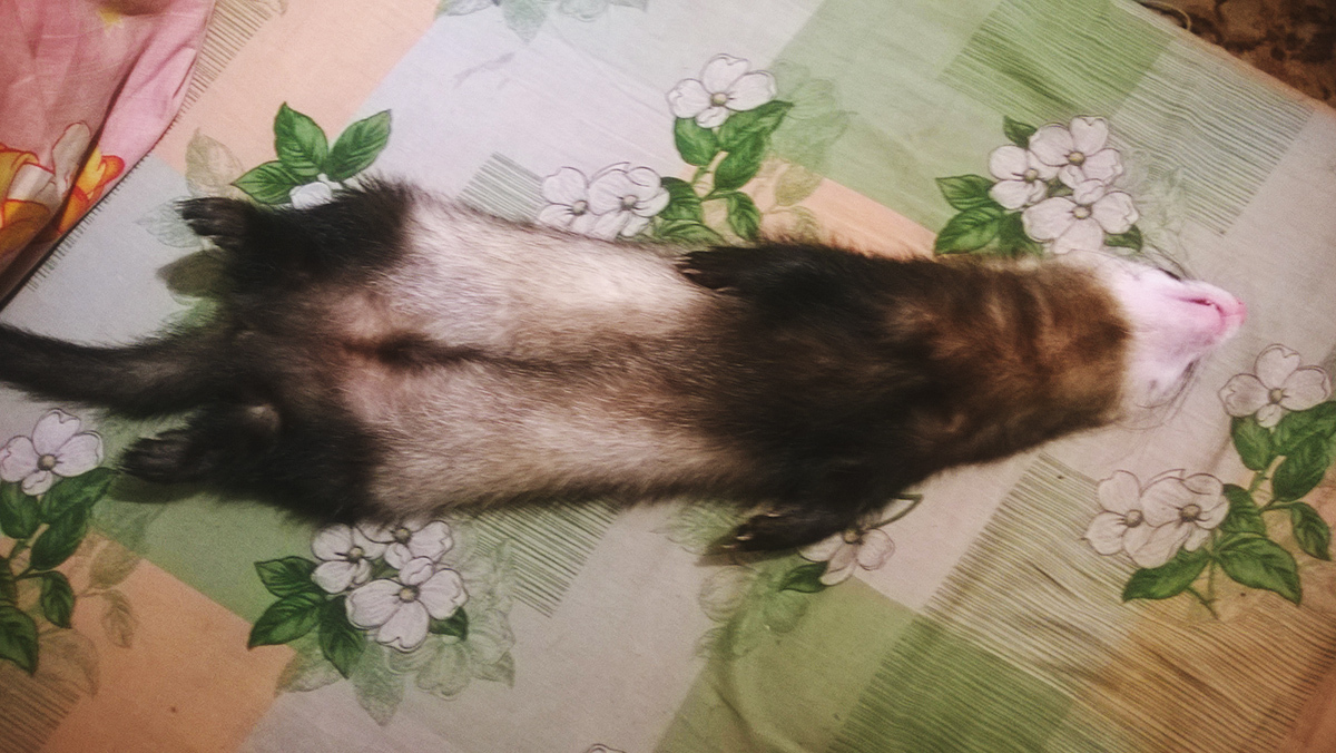 Evil slumbers. - My, Ferret, Humor, Dream, Pets, Cosiness