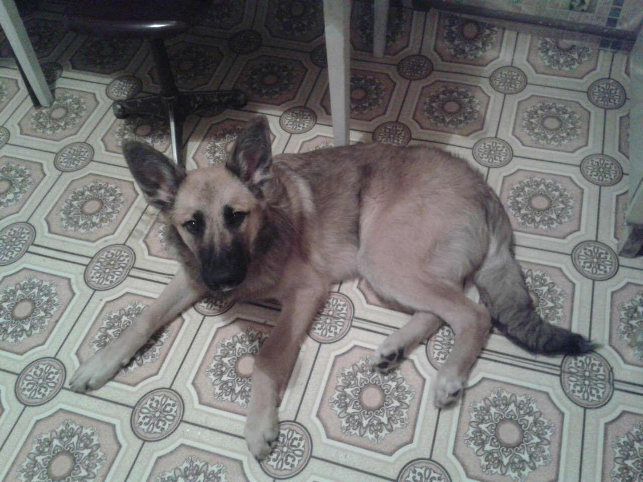 The dog is gone. January 10, Moscow, Kuntsevo. - The dog is missing, Moscow, Kuntsevo, Longpost