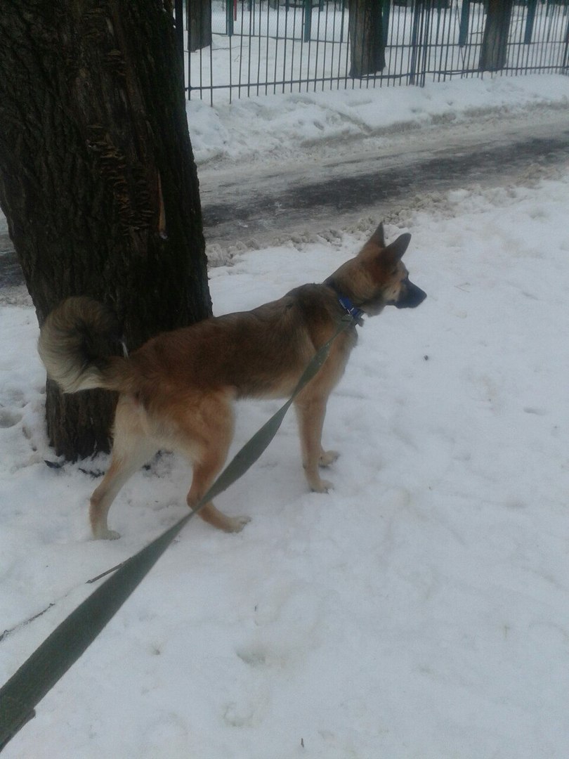 The dog is gone. January 10, Moscow, Kuntsevo. - The dog is missing, Moscow, Kuntsevo, Longpost