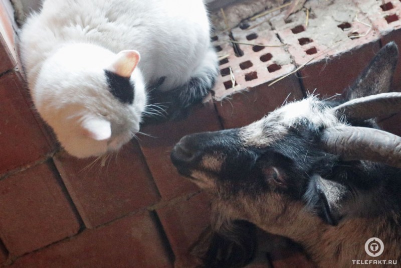 How a cat and a goat became friends =) - Goat, cat, Chelyabinsk, friendship, Longpost