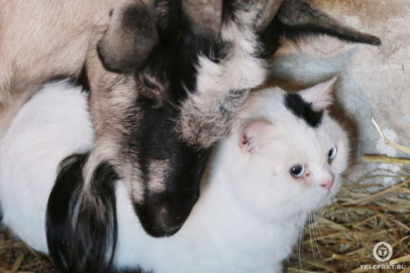 How a cat and a goat became friends =) - Goat, cat, Chelyabinsk, friendship, Longpost