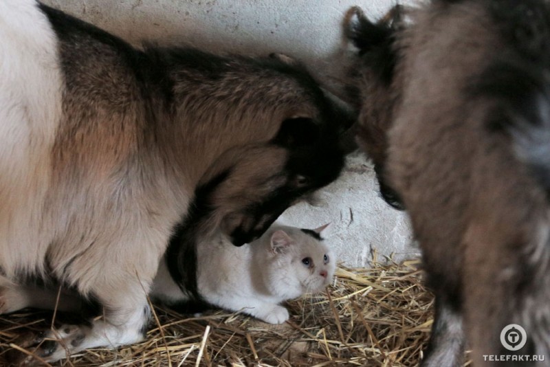 How a cat and a goat became friends =) - Goat, cat, Chelyabinsk, friendship, Longpost