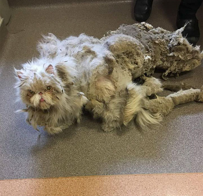 Veterinarians remove nearly 1.5 kilograms of fur from cat - cat, Wool, , , Longpost