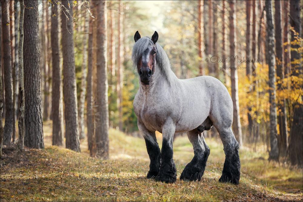 Strength and beauty - Horses, The photo, Animals, Forest, Brabancon