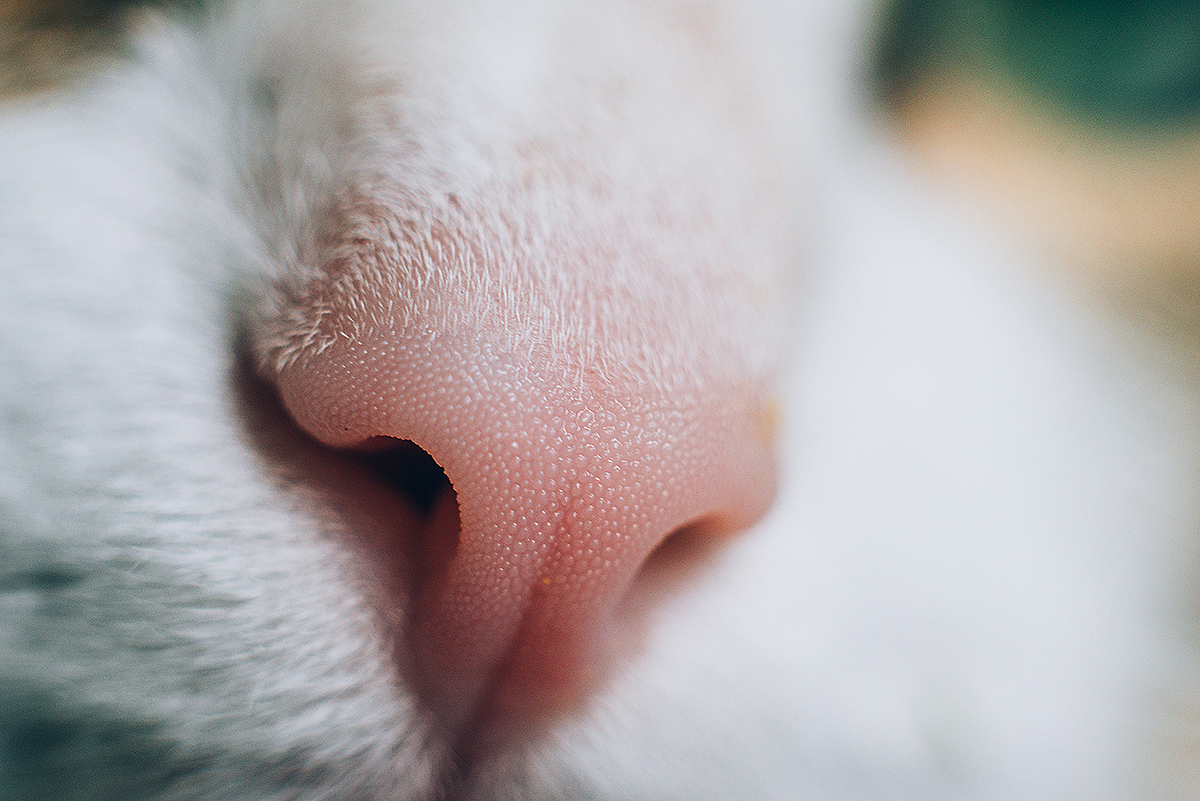 cat sniffing - My, cat, Macro, The photo, Macro photography