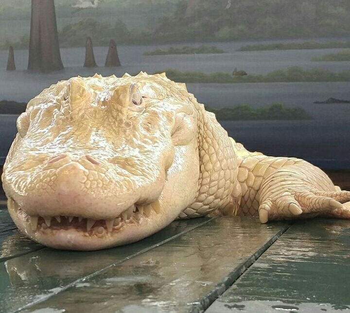 albino alligator - Alligator, Crocodile, Albino, Photo, Reptiles, Nyasha, Longpost, Crocodiles