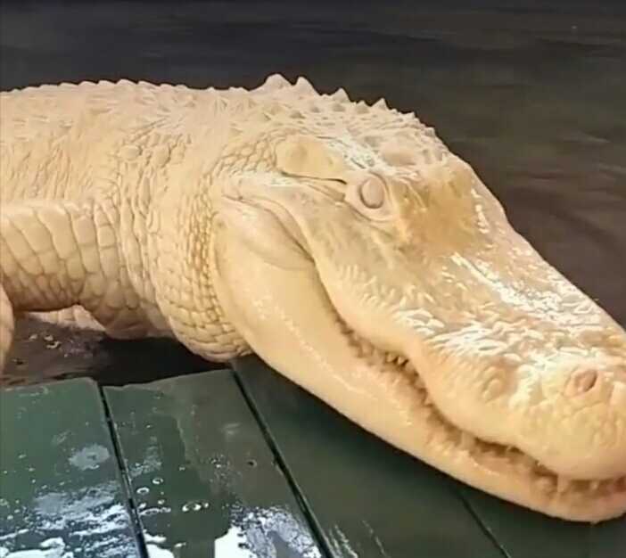 albino alligator - Alligator, Crocodile, Albino, Photo, Reptiles, Nyasha, Longpost, Crocodiles