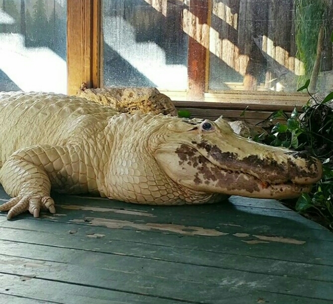 albino alligator - Alligator, Crocodile, Albino, Photo, Reptiles, Nyasha, Longpost, Crocodiles