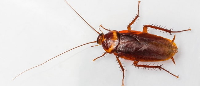 Список 15 насекомых которые обитают в вашем доме, хотя вы даже не  догадывались об этом | Пикабу