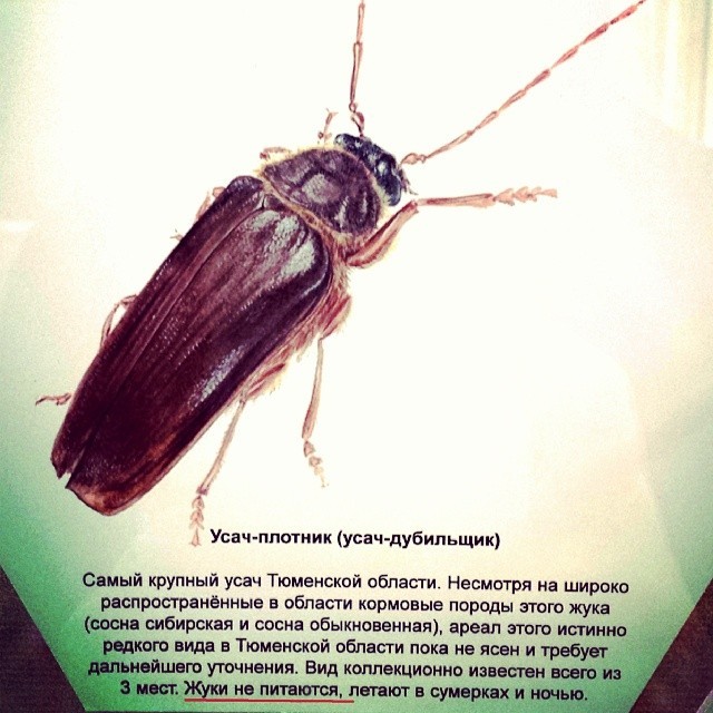 I wouldn't be surprised if they're immortal too.. - My, Museum, Tyumen, Жуки, , Barbel