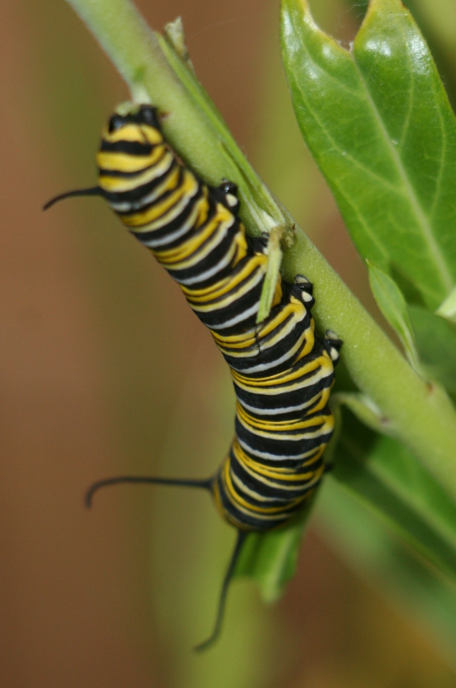 Just about... (Danaid-Monarch) - My, Photo, , Monarchy, Monarch, Butterfly, Chrysalis, Macro, Longpost, Macro photography