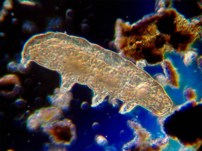 Living tardigrade! - My, Tardigrade, , Everywhere, How about you, Not, Interesting, Informative, Longpost, A life