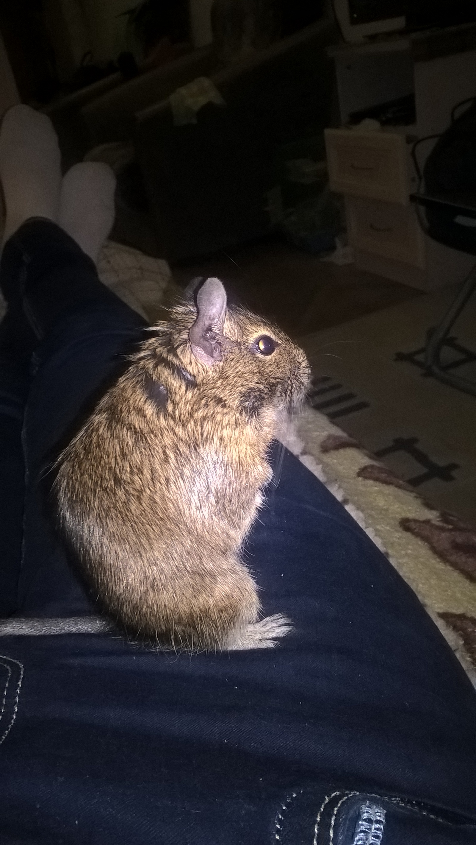 My miracle(s). - My, Degu, Pets, Longpost