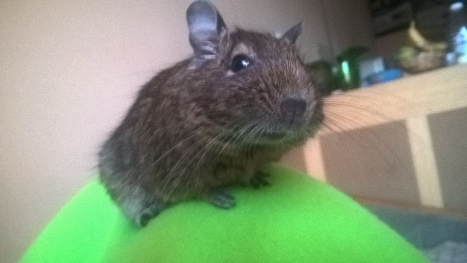 My miracle(s). - My, Degu, Pets, Longpost