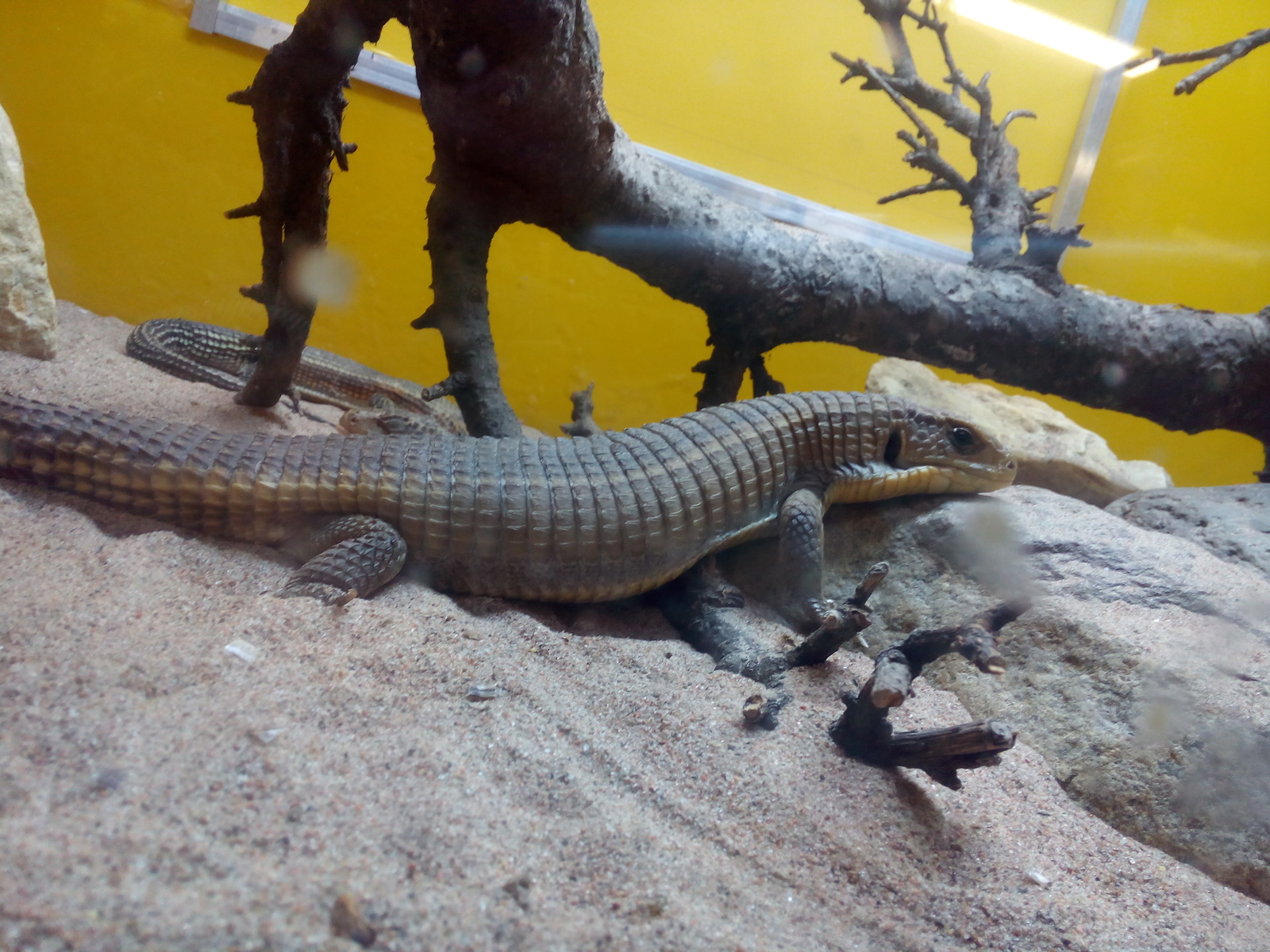 Reptiles of the St. Petersburg Exotarium. - My, Leningrad Zoo, Lizard, , 