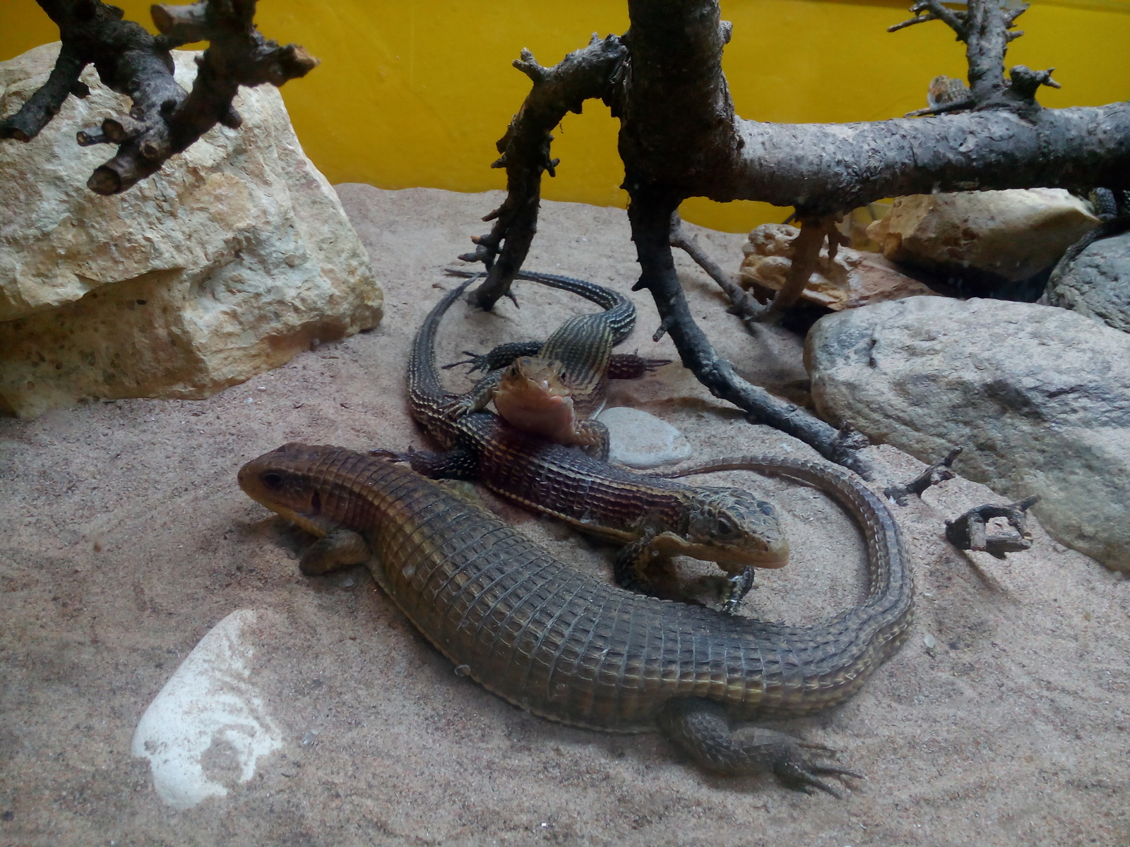 Reptiles of the St. Petersburg Exotarium. - My, Leningrad Zoo, Lizard, , 