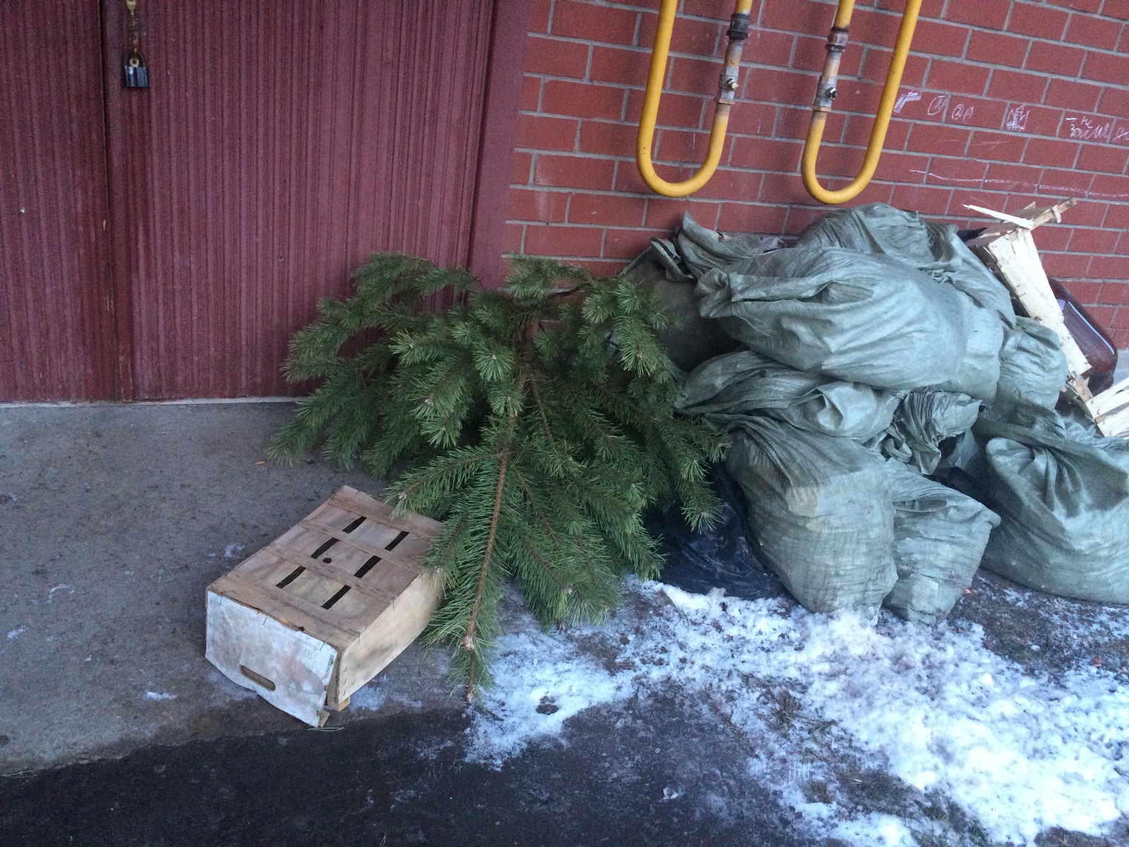 One weakling has already given up - Christmas trees, New Year, Weakling