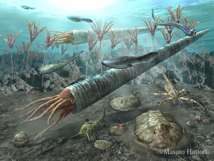 Great Ordovician Radiation - My, Ordovician, Interesting, Paleontology, , Longpost