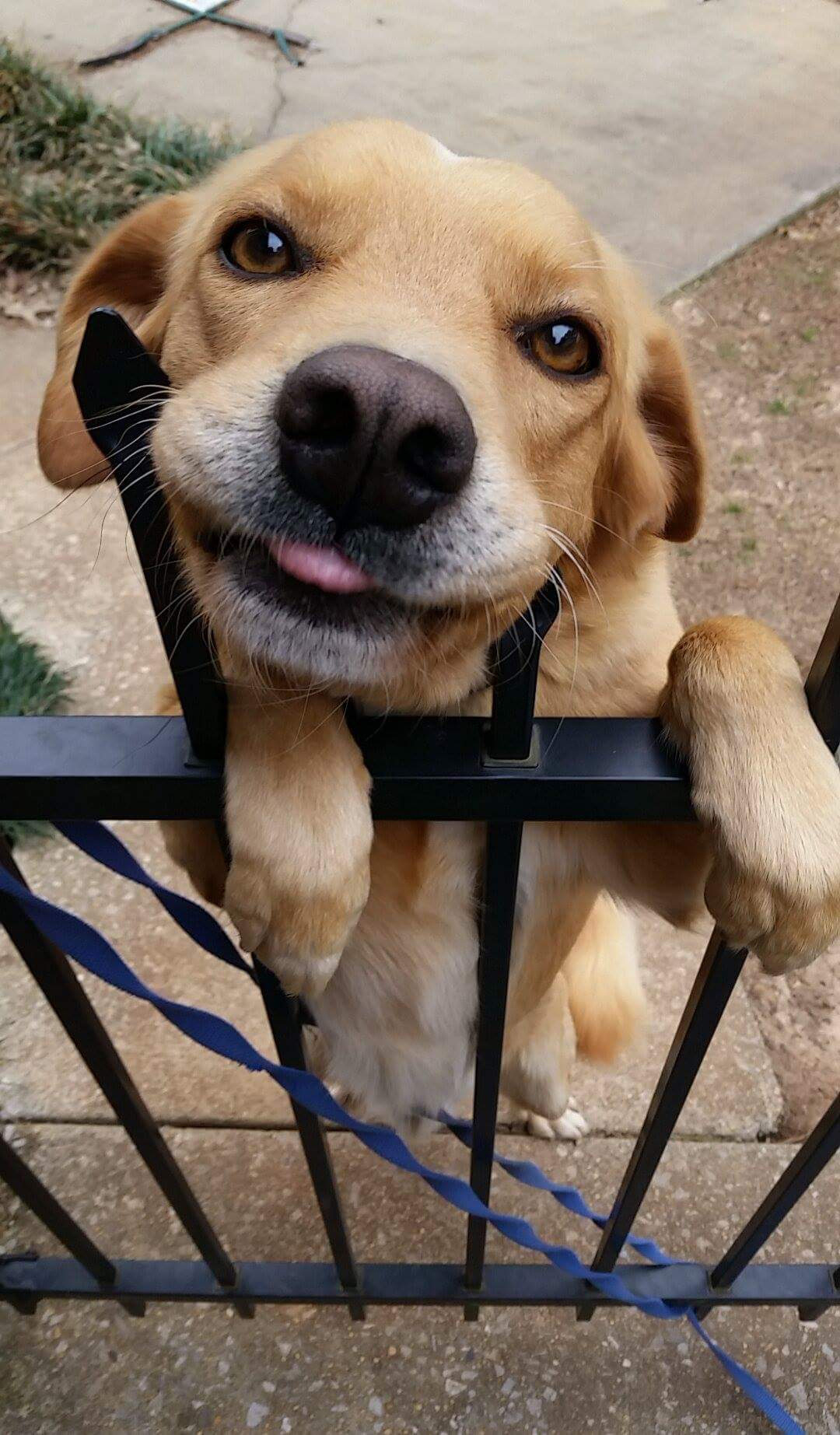 - Hello! I am a security guard. And who are you? - Dog, Puppies, Fence, Milota