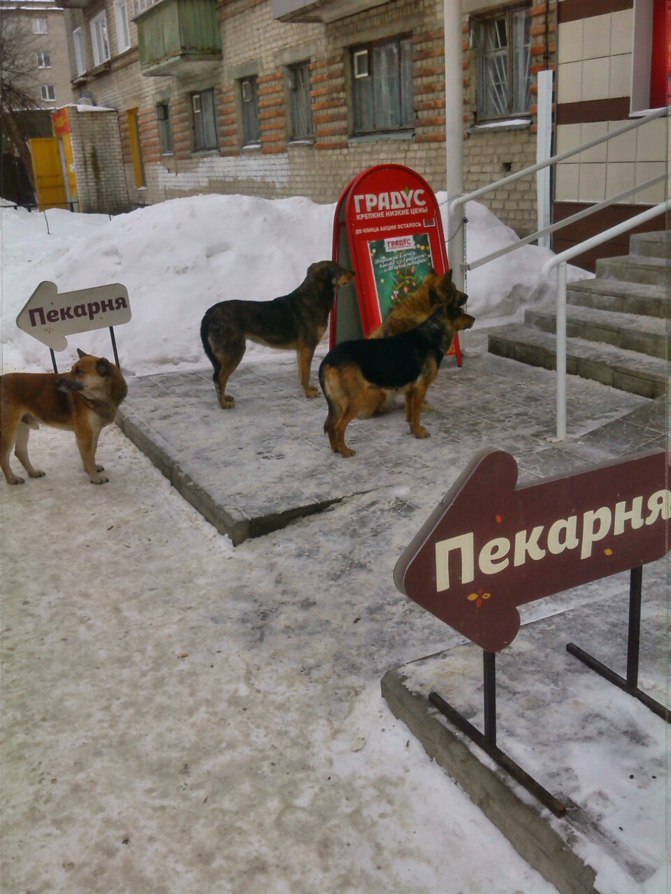 Пришли за лечением после старого нового года - Моё, Собака, Очередь