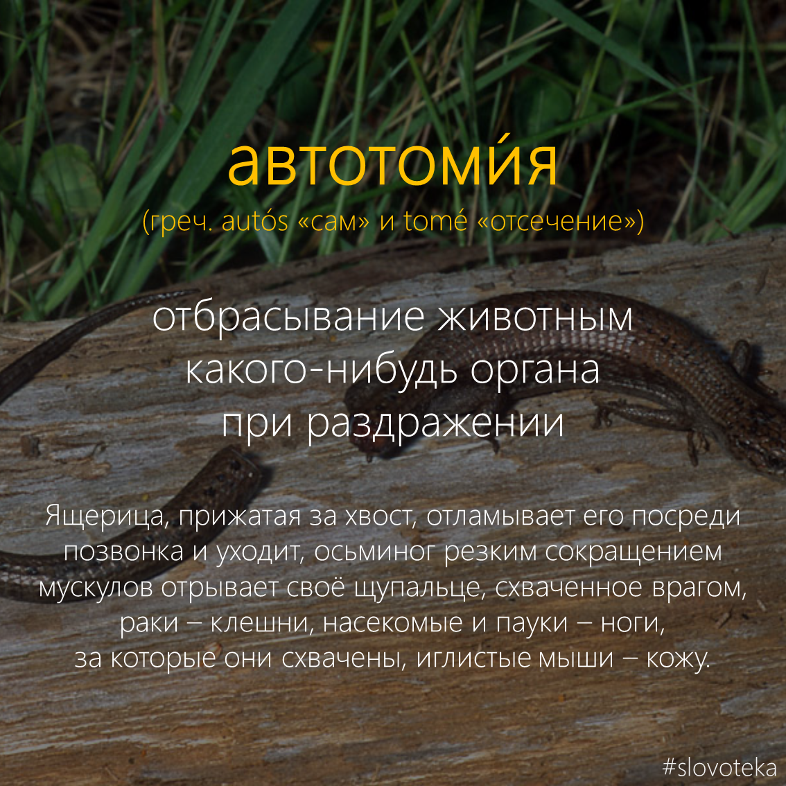 Autotomy - Slovoteka, , The words, Dictionary, Animals