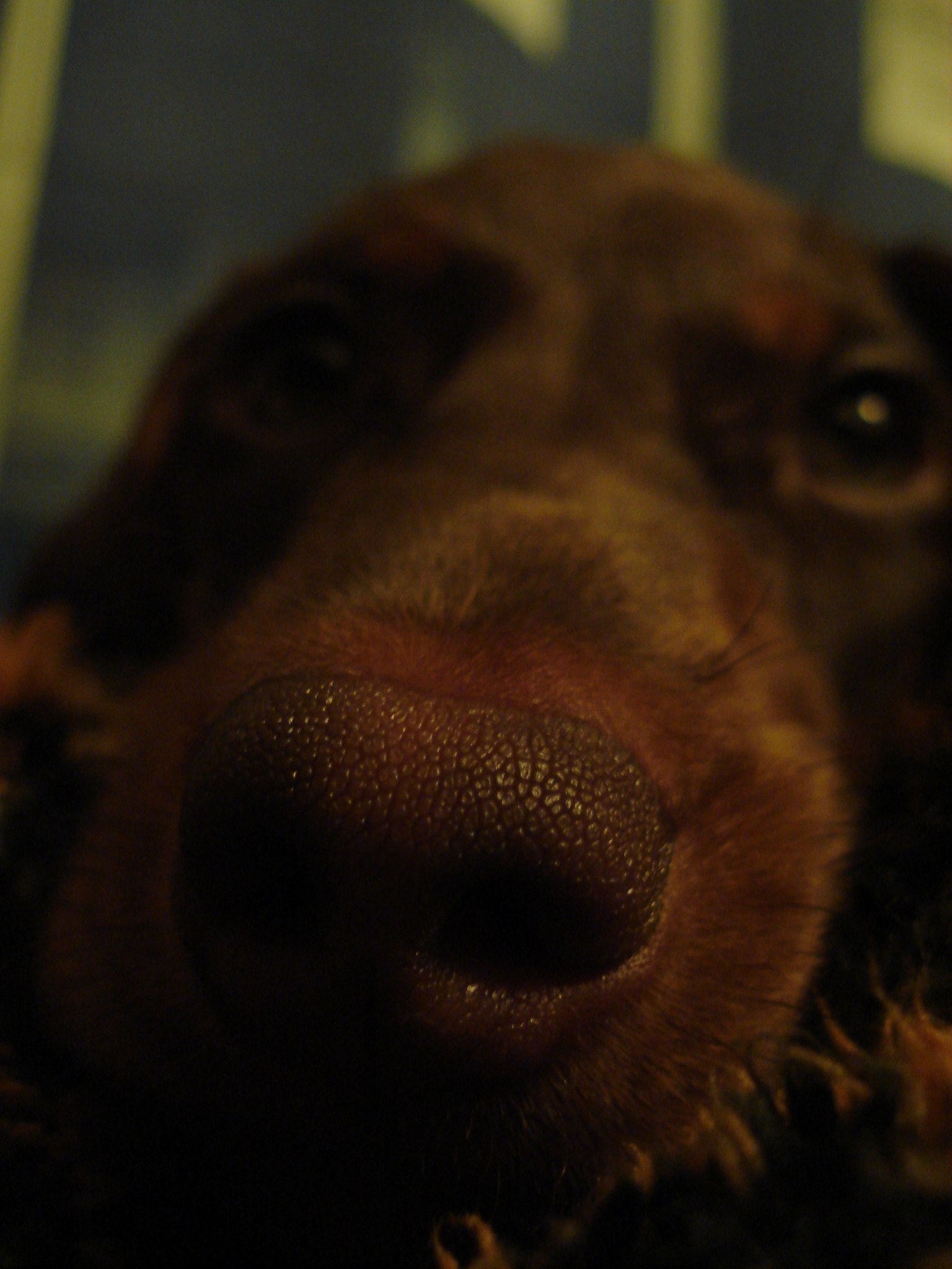 *boop* - My, Photo, Dog, Dachshund