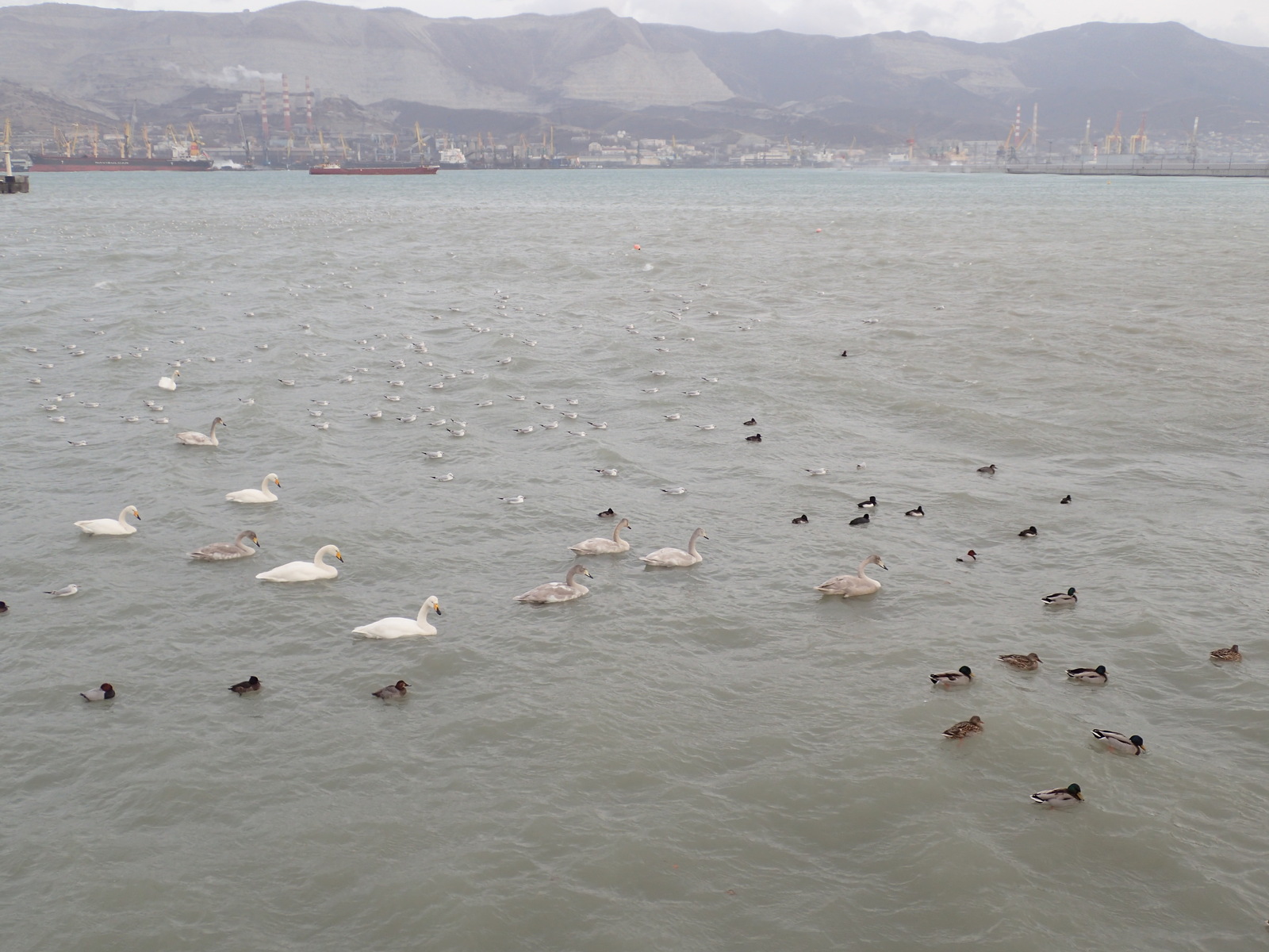 A bit of January Novorossiysk - My, Novorossiysk, January, Sea, Birds, Ship, Russia, Longpost