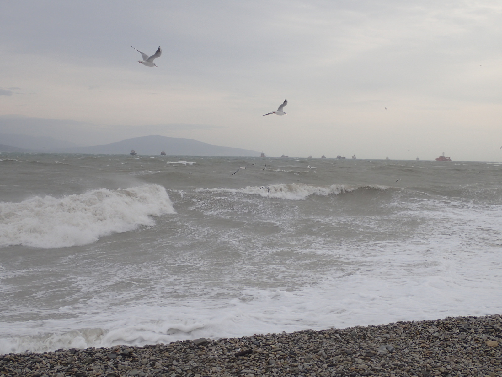 A bit of January Novorossiysk - My, Novorossiysk, January, Sea, Birds, Ship, Russia, Longpost