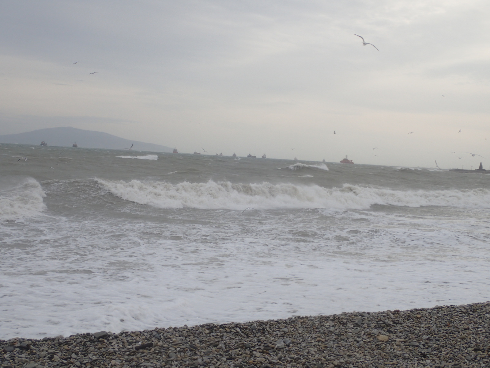 A bit of January Novorossiysk - My, Novorossiysk, January, Sea, Birds, Ship, Russia, Longpost