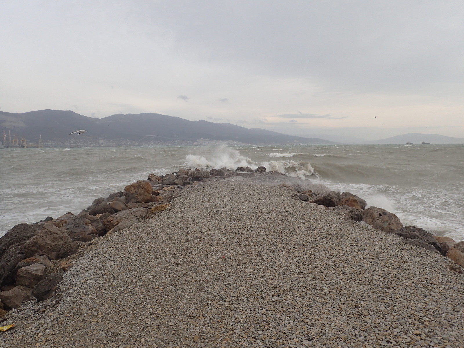 A bit of January Novorossiysk - My, Novorossiysk, January, Sea, Birds, Ship, Russia, Longpost